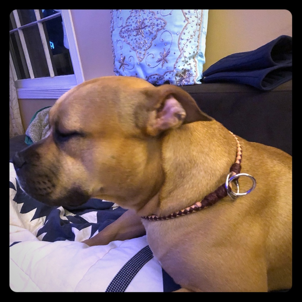 Braided 2 tone dog collar